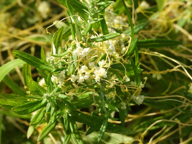 ネナシカズラとは?植物としての特徴や駆除方法をご紹介!