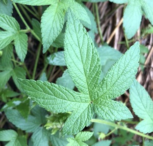 カナムグラとは？茎や葉の特徴や駆除方法をご紹介！花粉症の原因にもなる？