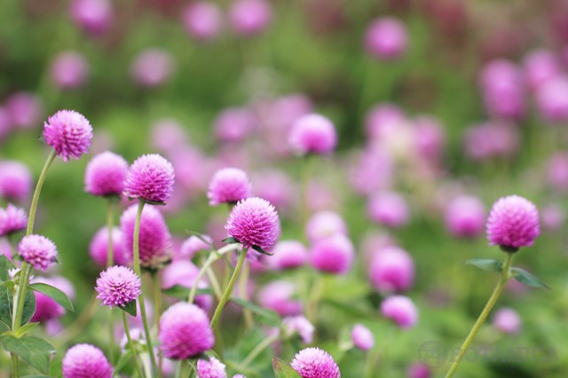 ムラサキツメクサとは?特徴や花言葉をご紹介!アカツメクサとの違いは?