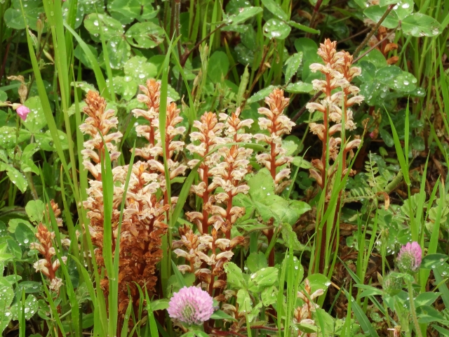 ヤセウツボとは？特徴や生態から駆除方法までご紹介！食べられる？