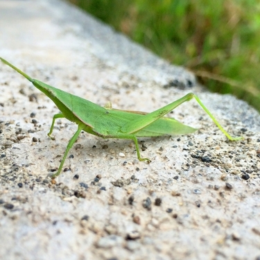 飛蝗とは？その読み方・特徴や害虫としての駆除方法をご紹介！