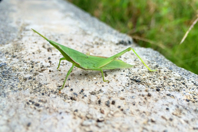 飛蝗とは？その読み方・特徴や害虫としての駆除方法をご紹介！