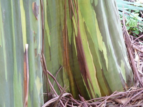 レインボーユーカリとは？カラフルな理由や木材としての用途をご紹介！のイメージ