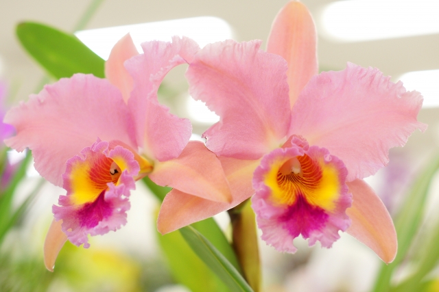 カトレアの花言葉を種類別・色別に紹介！特徴や開花時期も併せて解説！