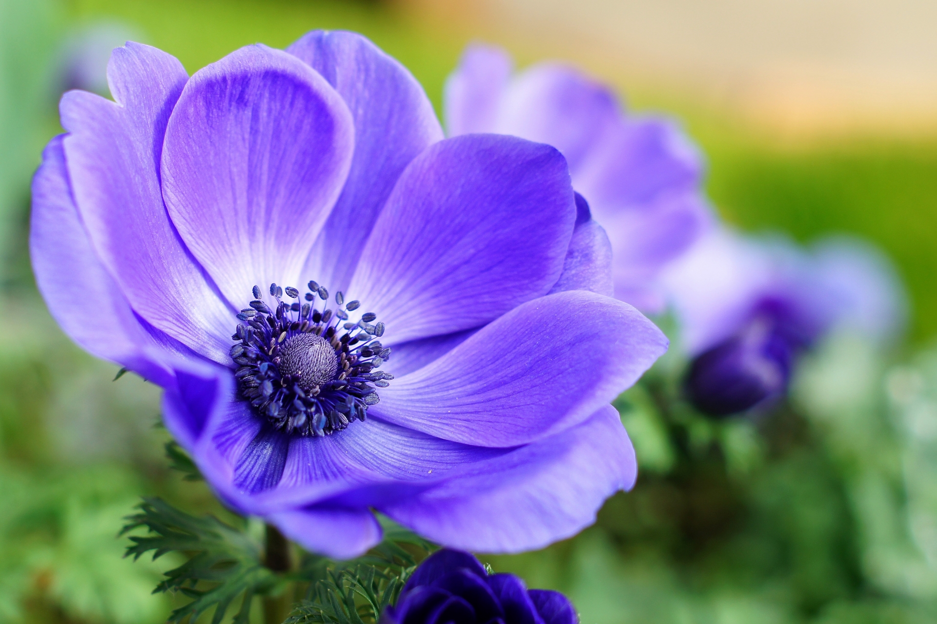 アネモネの花言葉!白・赤・ピンク・青など種類や色別に意味を解説!のイメージ