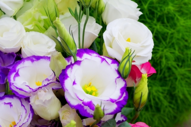 トルコキキョウの花言葉!白・紫・青・緑・ピンクなど色別に意味を解説!