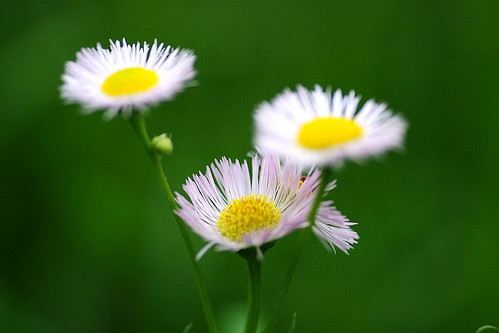 ハルジオンに花言葉はある?貧乏草とも呼ばれる理由もご紹介!