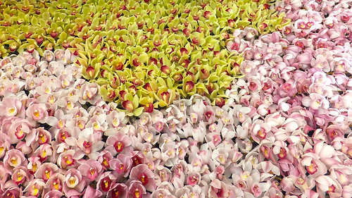 蘭(ラン)の花言葉をご紹介!白・ピンクなど種類や色別の意味合いは?のイメージ