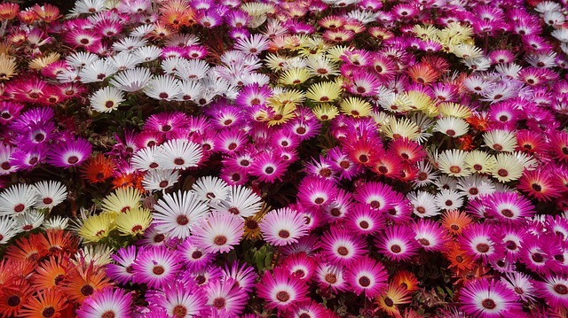 デイジー(雛菊)の花言葉!名前の由来や種類・色別の意味をご紹介!