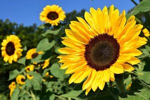 ひまわりの花言葉は？太陽との関係や色別・本数別の意味をご紹介！