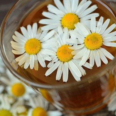 カモミール（カミツレ）の花言葉！花の特徴や香り・用途もご紹介