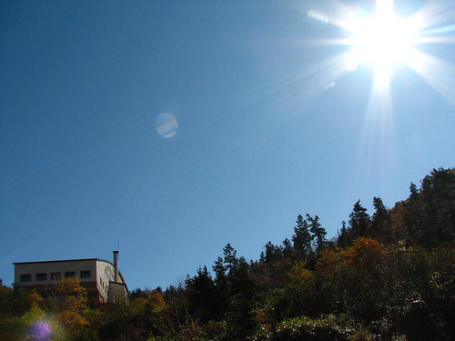 「葉焼け」とは?植物の葉が枯れる原因・メカニズムや対処法を解説!