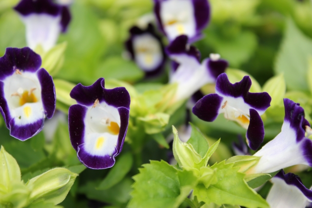 トレニアの育て方!種まきから切り戻しや寄せ植えのコツまで一挙ご紹介!のイメージ