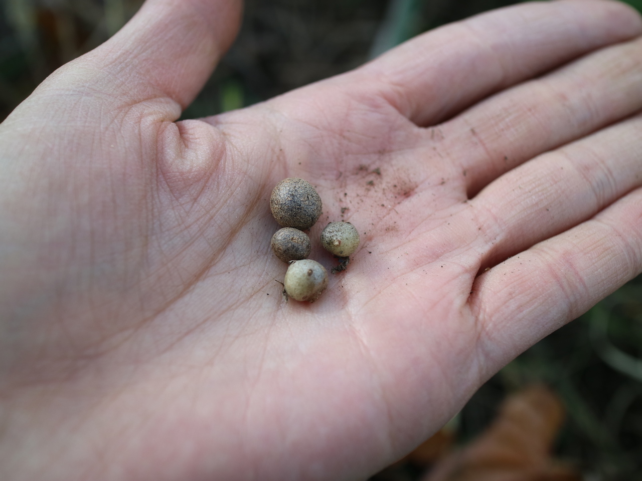 「むかご」とは？その正体やオニドコロやニガカシュウとの見分け方を紹介！のイメージ