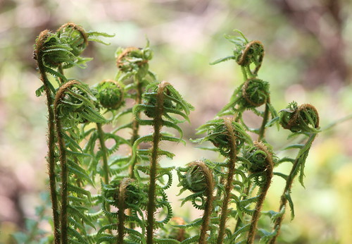 クサソテツとは？山菜としての特徴や見分け方をご紹介！コゴミと同じ？のイメージ