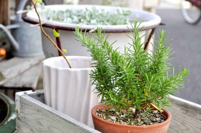 ローズマリーを挿し木で増やす方法!発根のポイントなどを詳しく解説!のイメージ