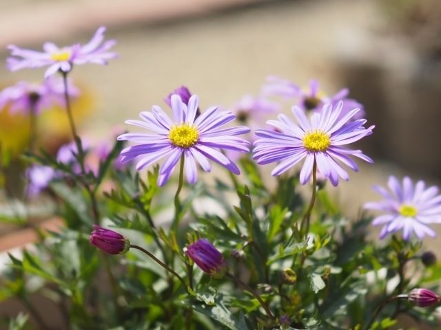 ブラキカムとは?種類や花言葉&上手な手入れの仕方など育て方を解説!のイメージ