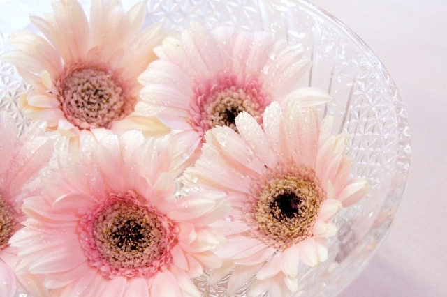 ガーベラの花言葉とは?種類や色別にご紹介!新たな門出に相応しい?のイメージ