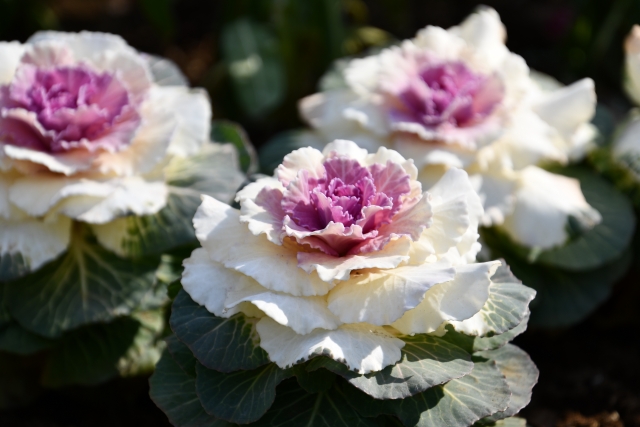 葉牡丹の花言葉とは?キャベツのような植物の種類や特徴も併せて解説!
