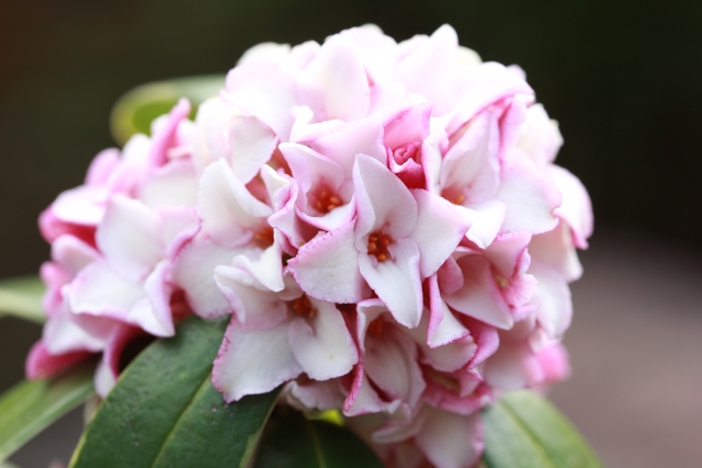 沈丁花(ジンチョウゲ)の花言葉とは?種類別、色別に花言葉はある?のイメージ