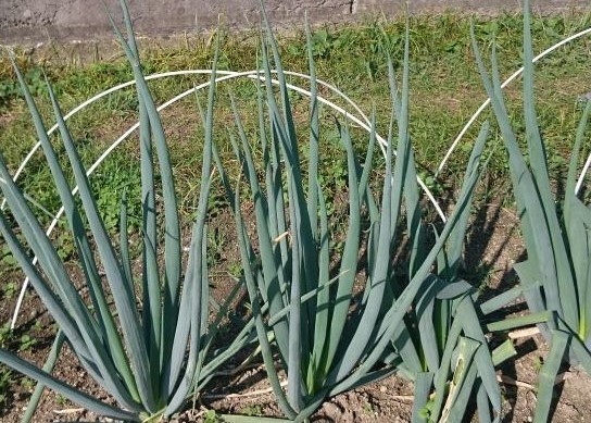 九条ネギの栽培・育て方!植え替え・株分けでの増やし方などを解説!のイメージ