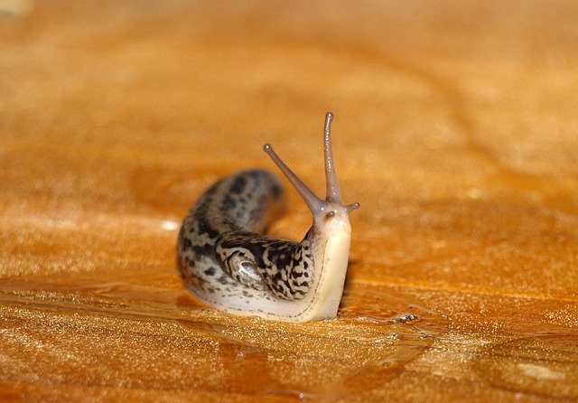 ナメクジの対処法4選!殺虫剤から身近なアイテムを使った方法まで!のイメージ