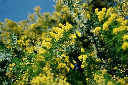 ミモザの育て方！鉢植えから庭木への植え替えの方法や剪定の仕方をご紹介！のイメージ