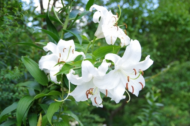 百合(ユリ)の花言葉とは?カサブランカなど種類別・色別にご紹介!のイメージ