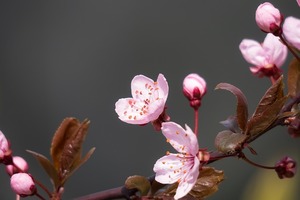 1月の花といえば？1月に咲く・咲いている花の特徴や花言葉をご紹介！