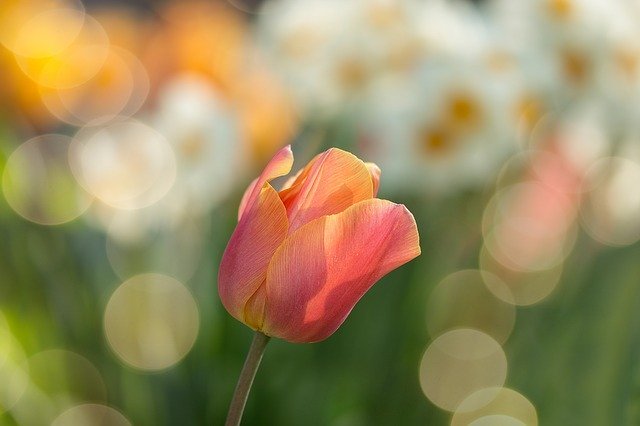 春の花まとめ11選!春に咲く・咲いている花の特徴や花言葉をご紹介!のイメージ
