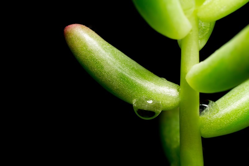 多肉植物の種類まとめ20選!分類別に人気・おすすめ品種を厳選紹介!