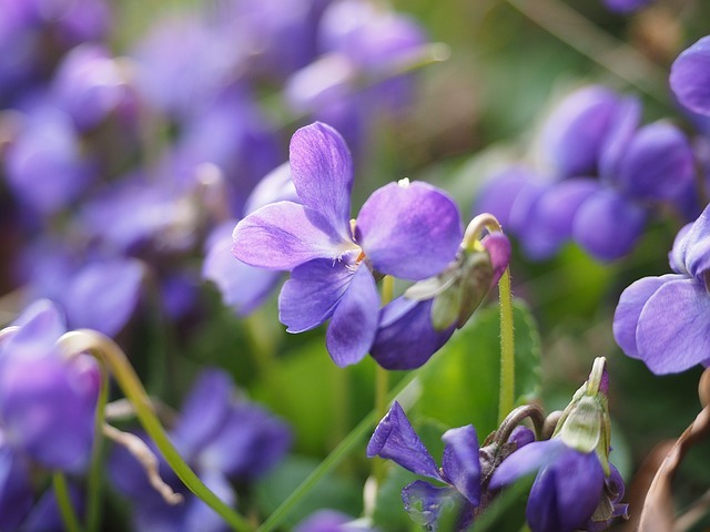 ニオイスミレとは?花の香り・開花時期などの特徴や育て方をご紹介!のイメージ