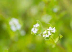 ノヂシャとは？その特徴や花言葉をご紹介！食べられる？