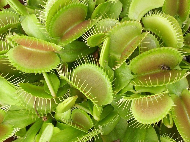 ハエトリグサとは?捕虫葉としての特徴・仕組みや育て方をご紹介!のイメージ
