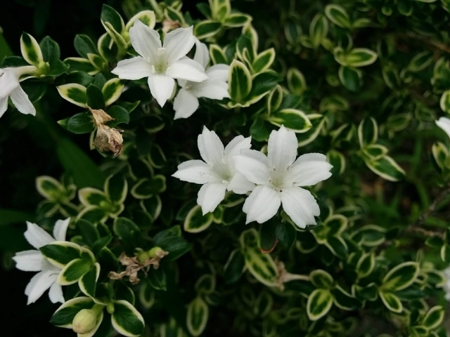 ハクチョウゲとは?特徴や育て方をご紹介!開花時期や季節はいつ頃?