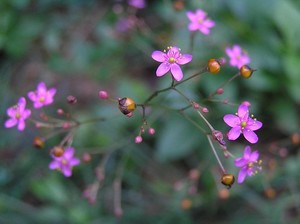 ハゼランとは？植物としての特徴・種類・開花時期などをご紹介！