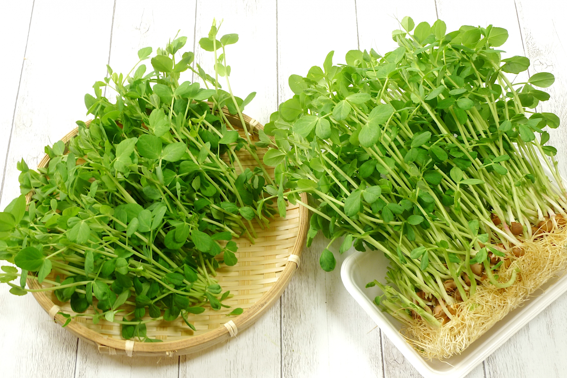 豆苗の再生栽培での育て方!2・3回と収穫を楽しむためのコツは?