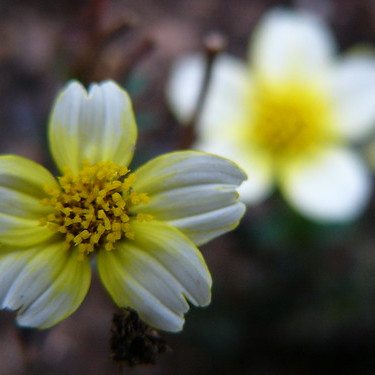 ビデンスの育て方！植え替えの仕方など開花までの管理のコツを解説