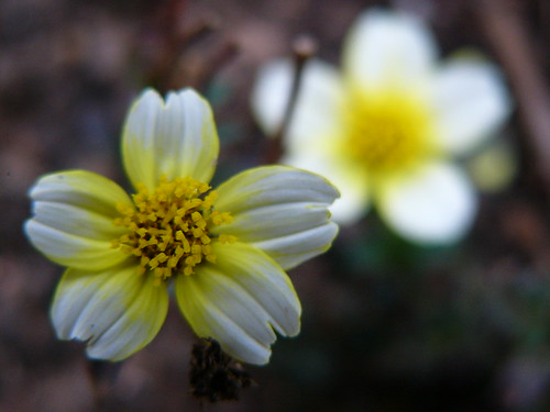 ビデンスの育て方！植え替えの仕方など開花までの管理のコツを解説