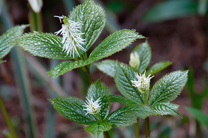 ヒトリシズカとはどんな植物？その特徴や名前の由来をご紹介！