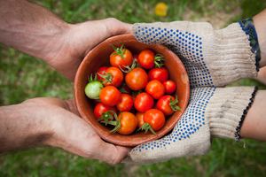 プランター栽培のコツ・注意点まとめ！畑などの露地栽培とはどう違う？