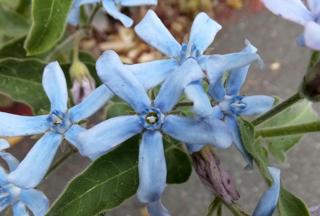 ブルースターの花言葉は?青・白・ピンクなど色別・種類別にご紹介!のイメージ