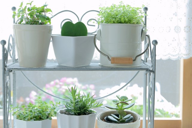 ダイソーで入手できる観葉植物6選!各種の特徴と育て方を簡単に解説!