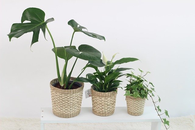 100均の観葉植物おすすめ5選!管理のコツや植え替え方法まで解説!