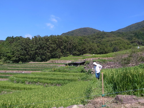 おすすめの電動草刈機7選!女性でも使いやすい人気の商品など!