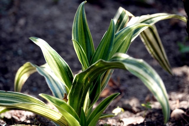 オモト(万年青)とは?どんな観葉植物?その種類や特徴をご紹介!のイメージ