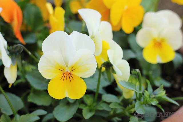 スミレ(菫)の花言葉とは?白・青・紫など色別・種類別にご紹介!のイメージ