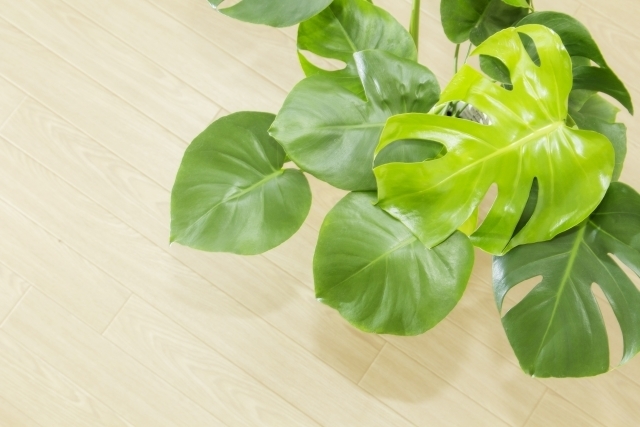 ヒメモンステラとは?その魅力や観葉植物としての上手な飾り方を紹介!