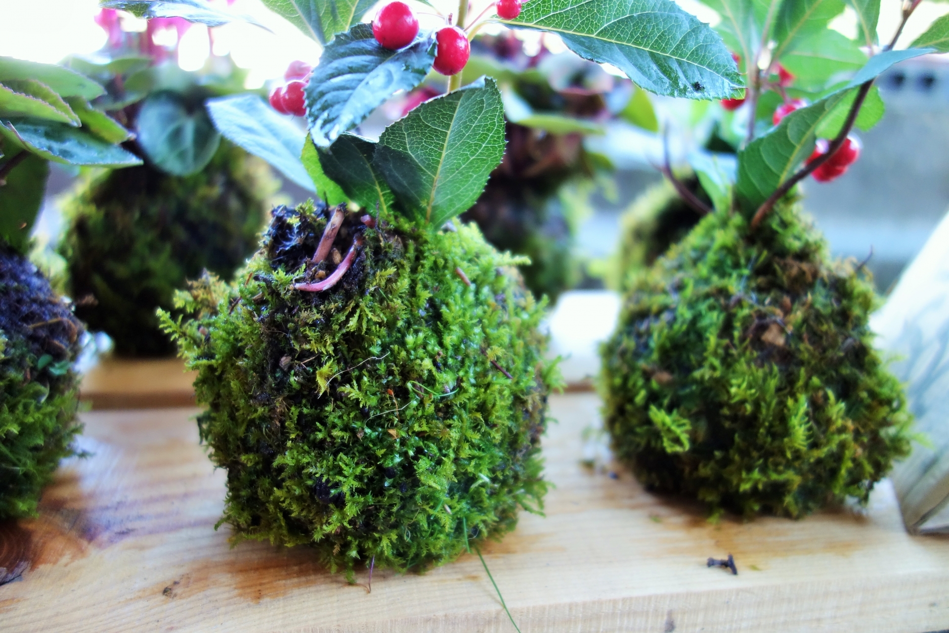 苔玉の作り方！初心者向けに、必要となる材料や簡単な手順をご紹介！のイメージ