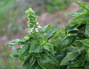 バジルに花が咲いた時にすべきことは？摘心方法や種の取り方を解説！